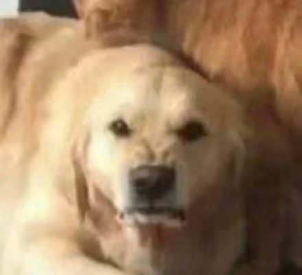 聊天斗图必备！无字表情包合集来啦