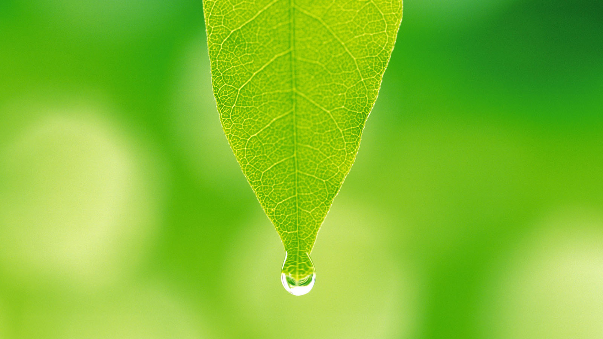 护眼又治愈！这款绿色小清新动漫桌面壁纸太适合打工人了