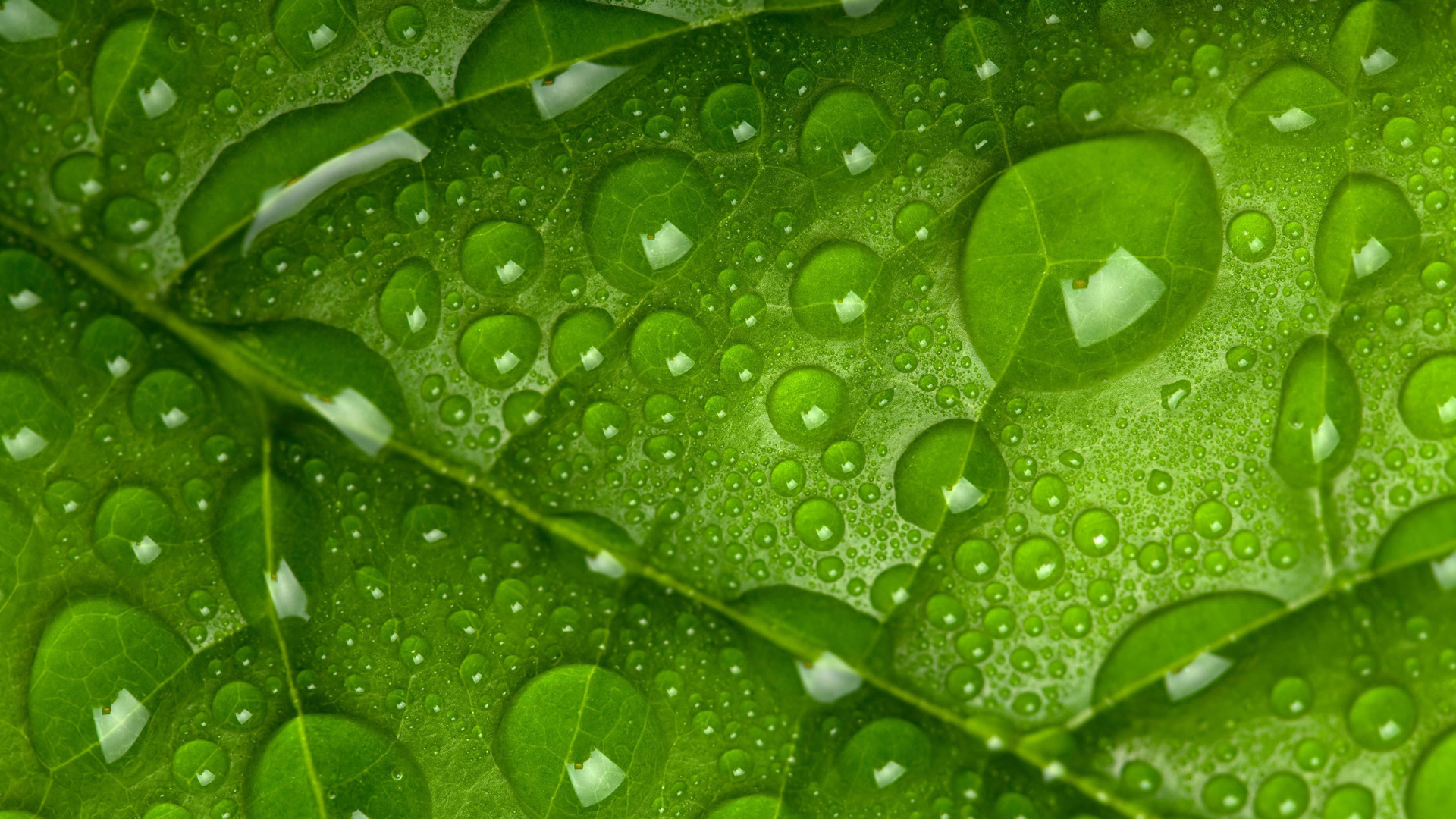 绿色叶子带露水的护眼背景壁纸推荐