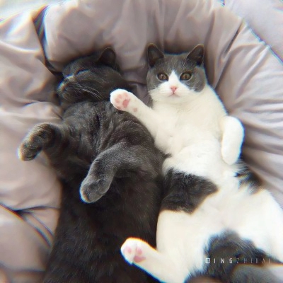 软萌猫咪情侣头像！18组一左一右高清可爱款