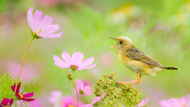 鸟儿秋英花搭配的电脑桌面壁纸来了！高清动物壁纸可选多尺寸