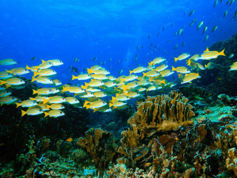 超治愈的蓝色海底世界电脑壁纸 鱼群植物氛围感拉满