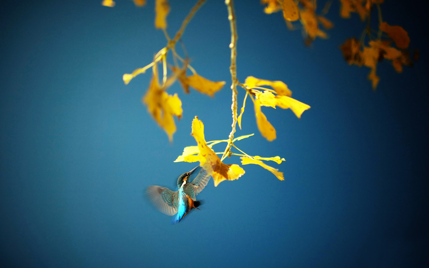 秋日氛围感拉满！这张轻舞之吻风景壁纸太适合当桌面了