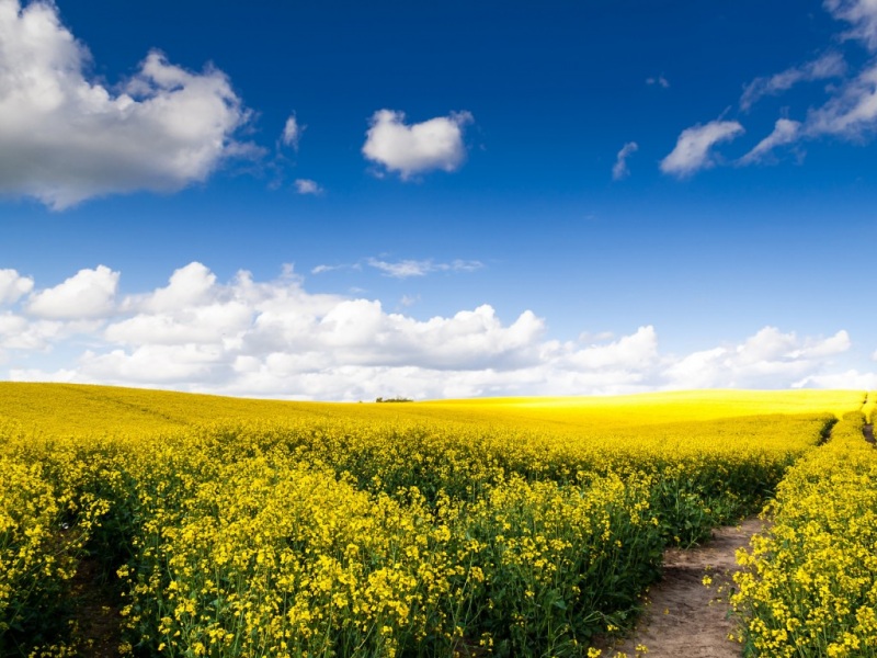 春日氛围感拉满！油菜花天空风景电脑壁纸合集