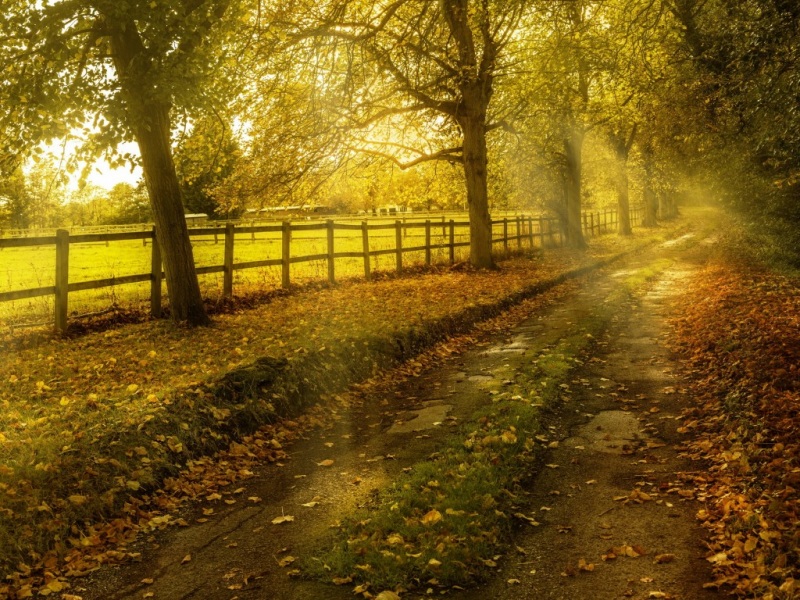 秋日林间道路壁纸合集 阳光落叶氛围感拉满