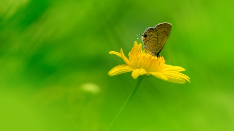 草地鲜花蝴蝶自然风电脑壁纸 多款高清尺寸任你选
