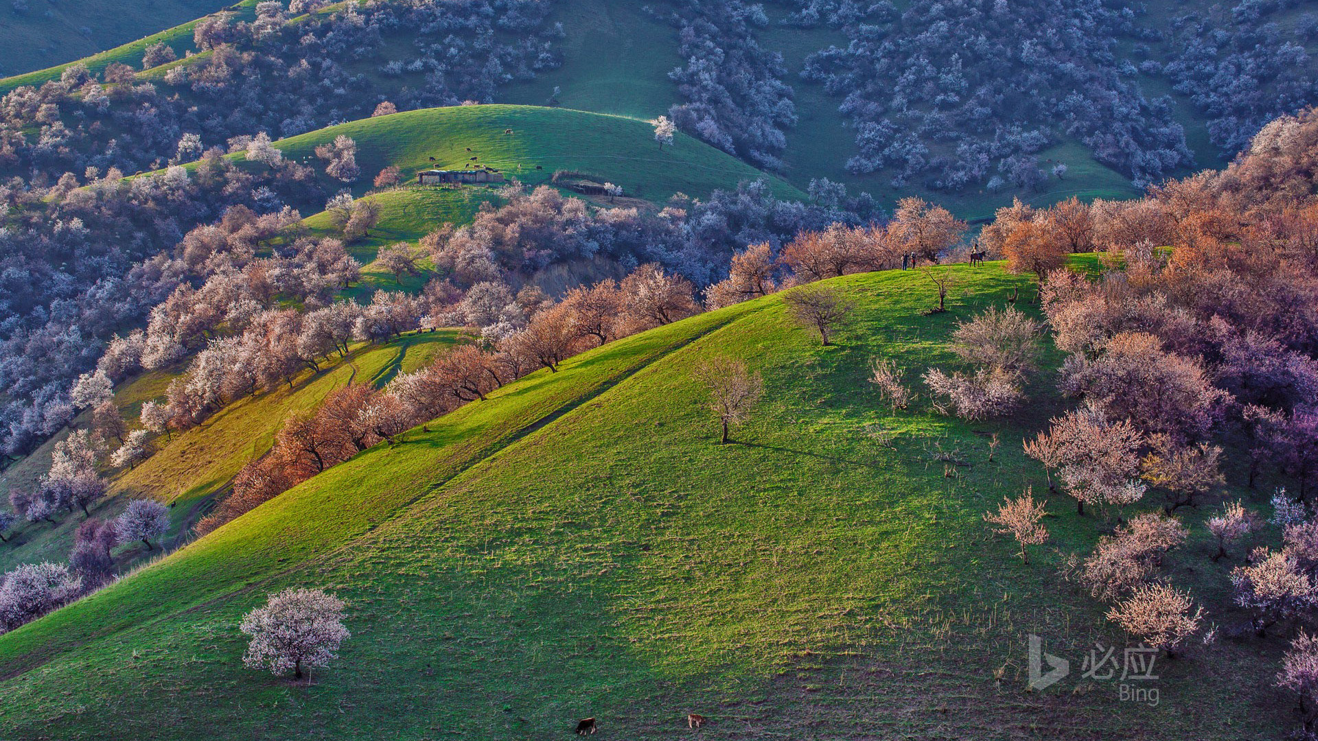 新疆新源杏花沟成电脑动漫壁纸热门款