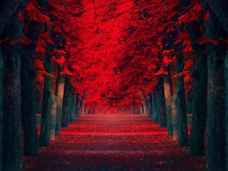 红树木铺就的梦幻天路 高清风景壁纸推荐