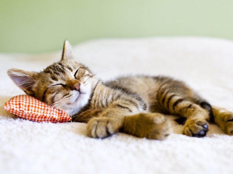 猫咪抱着枕头躺平睡觉的可爱壁纸！这份高清壁纸你一定要存