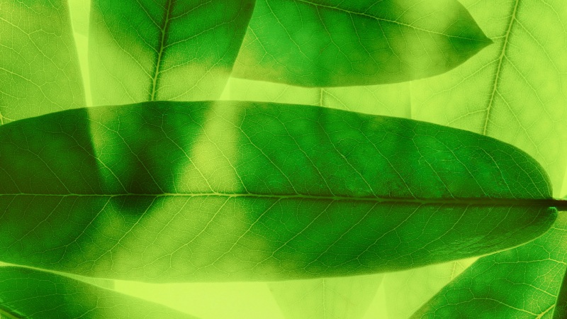 华为P10 Plus适配！这款绿叶微距护眼壁纸太治愈了