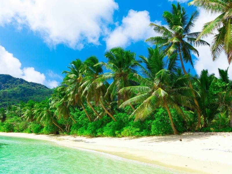 1920到5K都有！热带海边棕榈沙滩电脑桌面壁纸