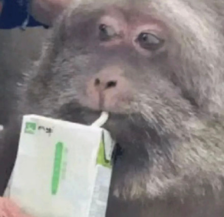 聊天斗图必备！无字表情包合集来啦