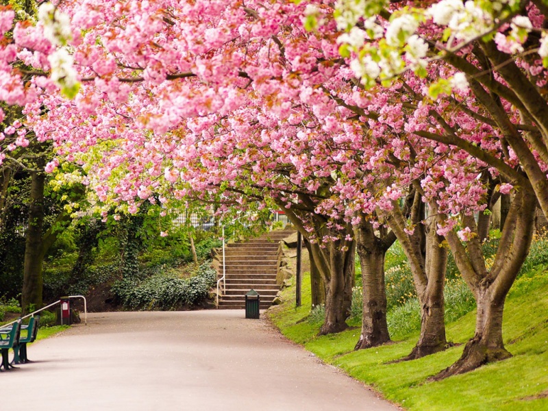 英格兰谢菲尔德开花树风景 电脑动漫壁纸分享