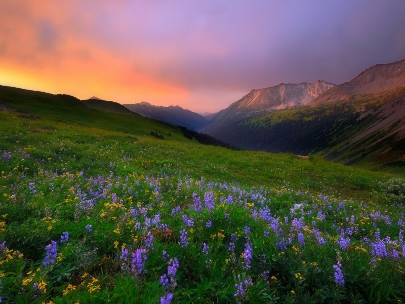 上午山间鸟语花香的清新风景电脑壁纸