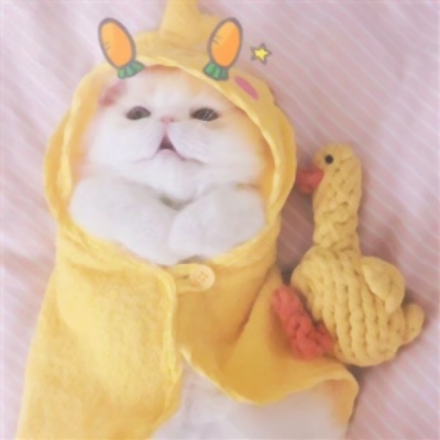 软萌猫咪情侣头像！18组一左一右高清可爱款