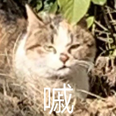 猫咪喵星人斗图表情包合集来啦