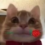 超火歪嘴小猫表情包合集，斗图必备