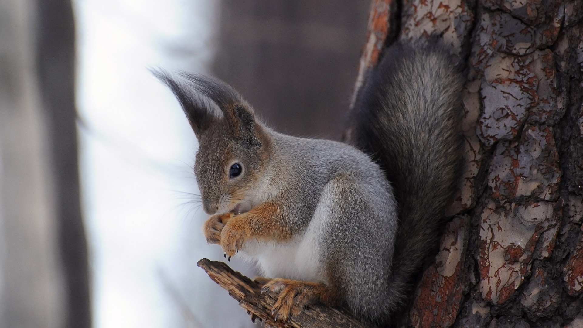 可爱松鼠松树主题电脑桌面壁纸上新啦