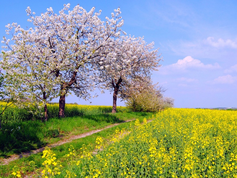 多款高清自然风景电脑壁纸 含油菜花绿草树木场景