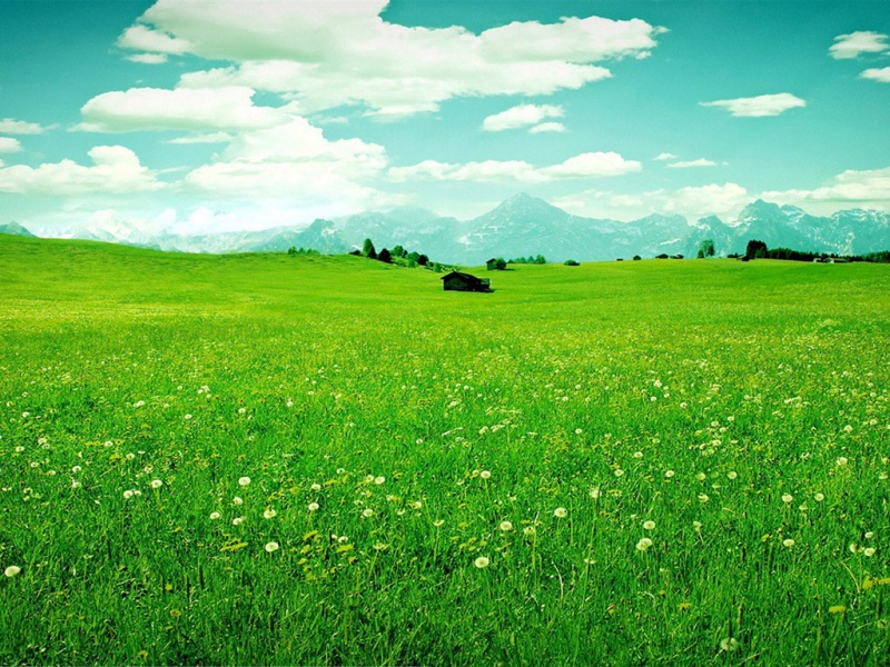 超治愈！蓝天白云绿草地野花电脑桌面壁纸来了