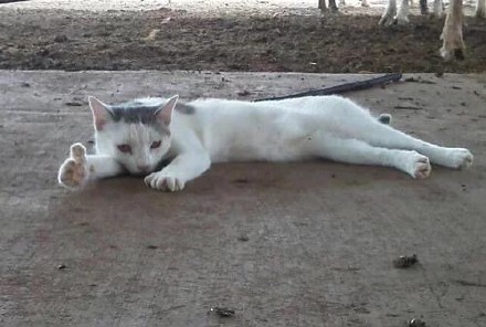 猫咪比出大拇指喊“老哥稳”，这套表情包太绝了