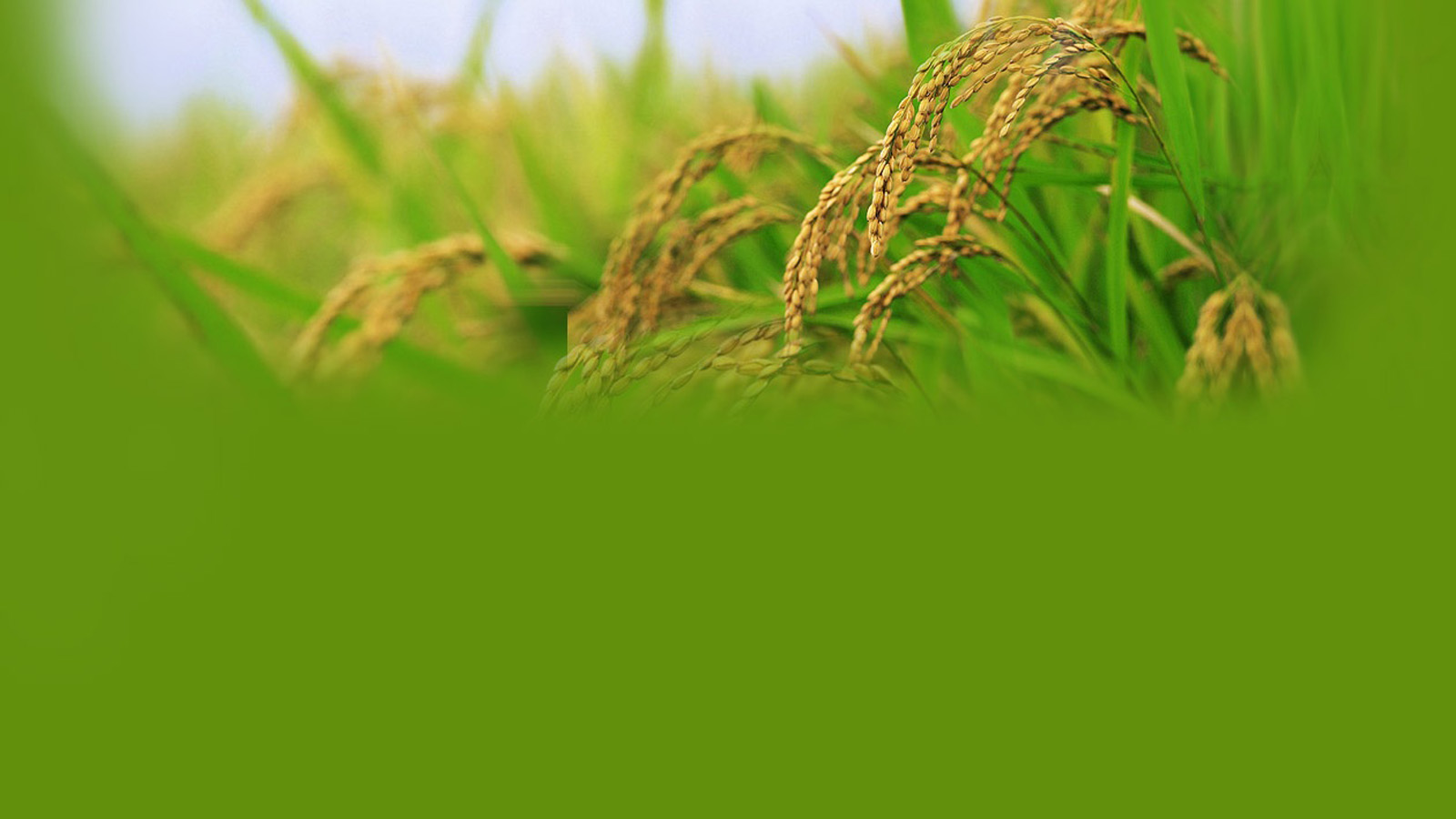 秋收主题电脑桌面壁纸合集上新啦