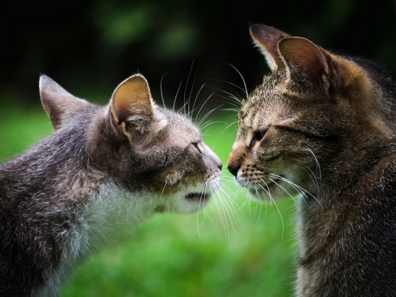 两只灰猫像情侣一样对视接吻 可爱猫咪高清壁纸