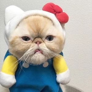 超萌猫系情侣头像！一左一右不带人高清图共14张