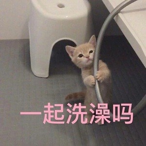 能用来撩对象的猫咪表情包合集
