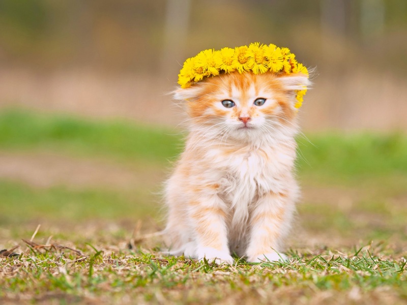 软乎乎小猫配花圈！超治愈电脑桌面壁纸来啦