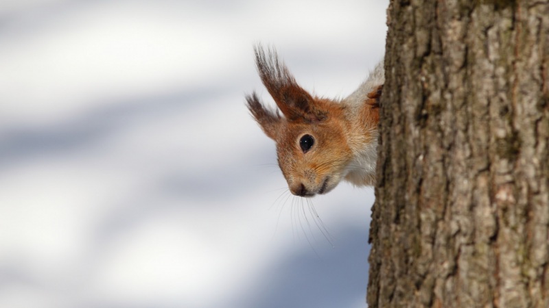 这款带松鼠的电脑壁纸，把可爱精灵搬进你的桌面