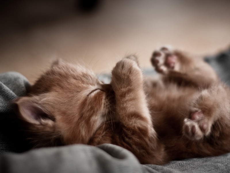 猫咪睡觉软萌睡姿壁纸！多款高清尺寸可选