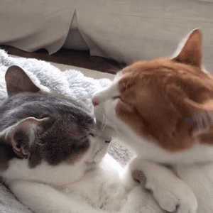 快来吸猫！这套Riepoyonn喵星人猫片表情包太治愈了