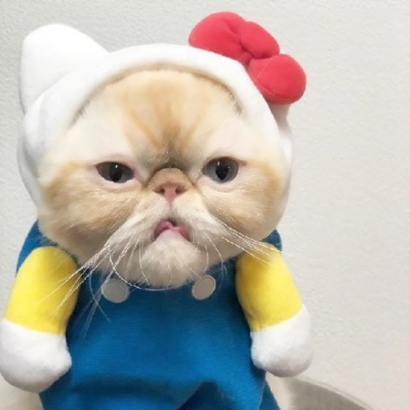 32组超萌宠物情侣头像！左右配对高清可爱款