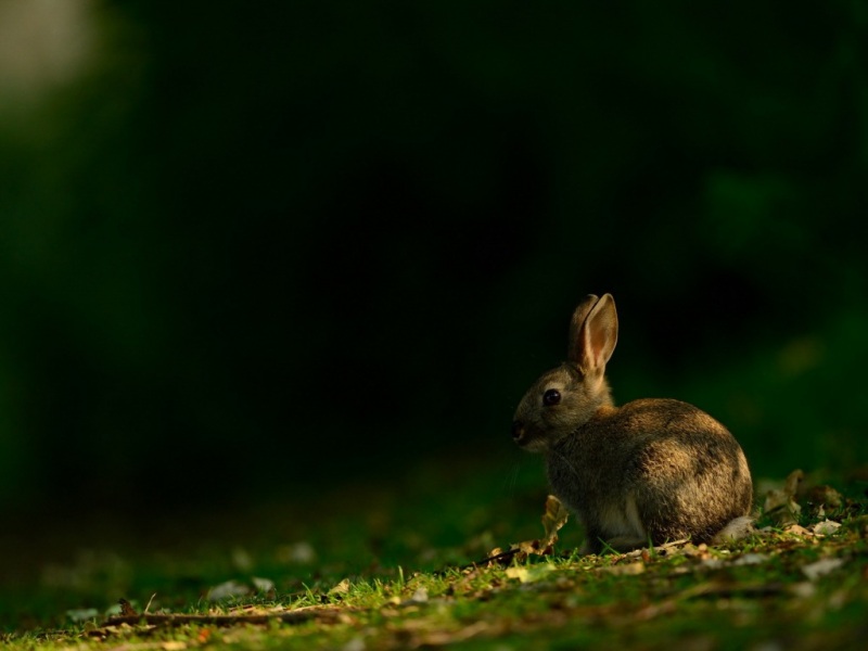 夏日森林兔子草地高清壁纸