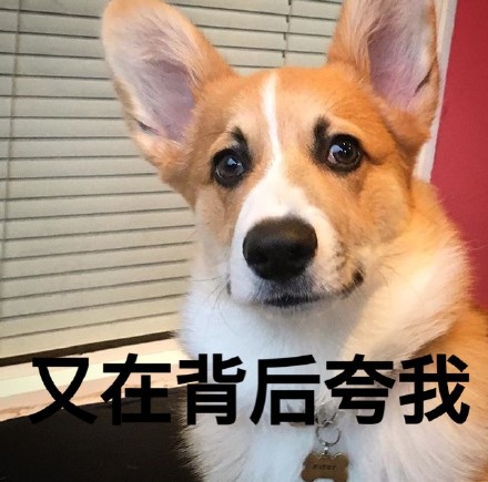 柯基版“打死你个龟孙”表情包来啦，斗图又有新素材