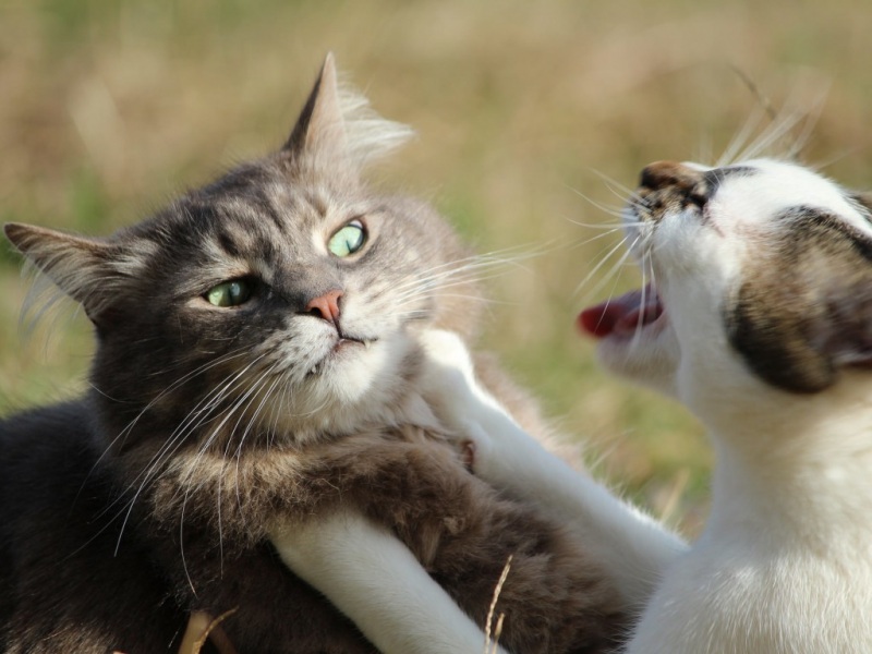 这款带指责神态的猫猫脸壁纸太萌了！