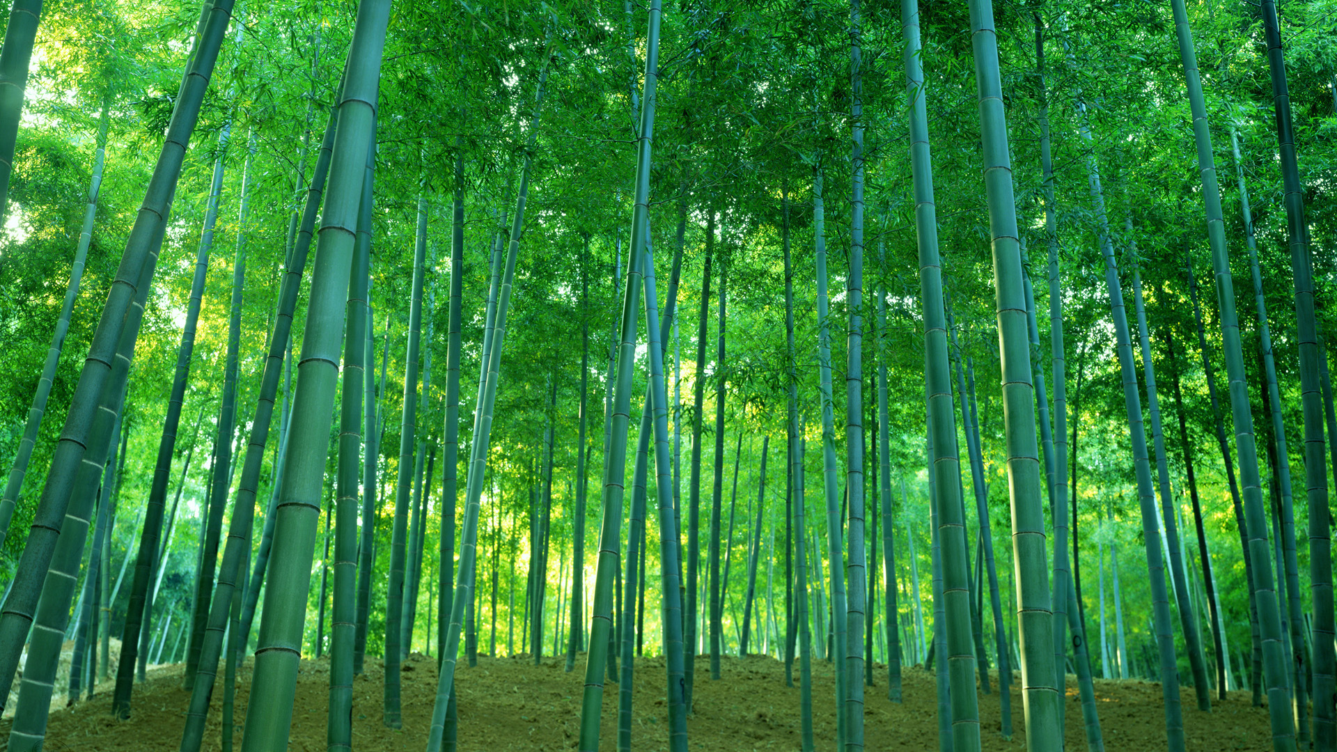 清爽治愈！这款茂密绿竹林电脑壁纸太适合当桌面了