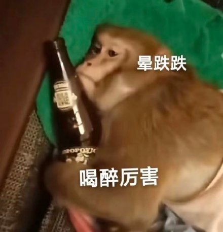 聊天斗图别愁！这套沙雕猴吗喽表情包太好用了