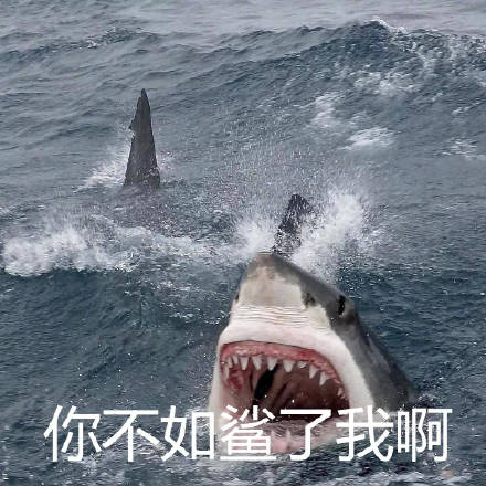 聊天斗图别愁！这套鲨鱼表情包直接封神
