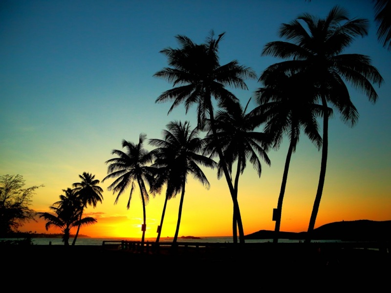 带夕阳山海棕榈的电脑桌面动漫风景壁纸
