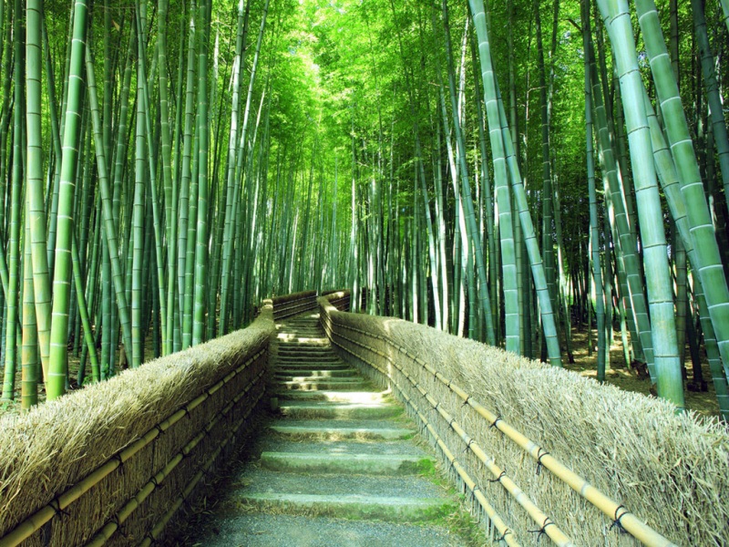 竹林小径清新绿色风景电脑动漫壁纸