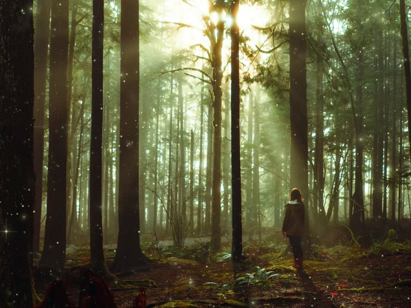 氛围感拉满！童话森林女孩唯美风景壁纸合集