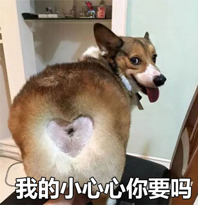 狗子版撩人小心心表情包来啦
