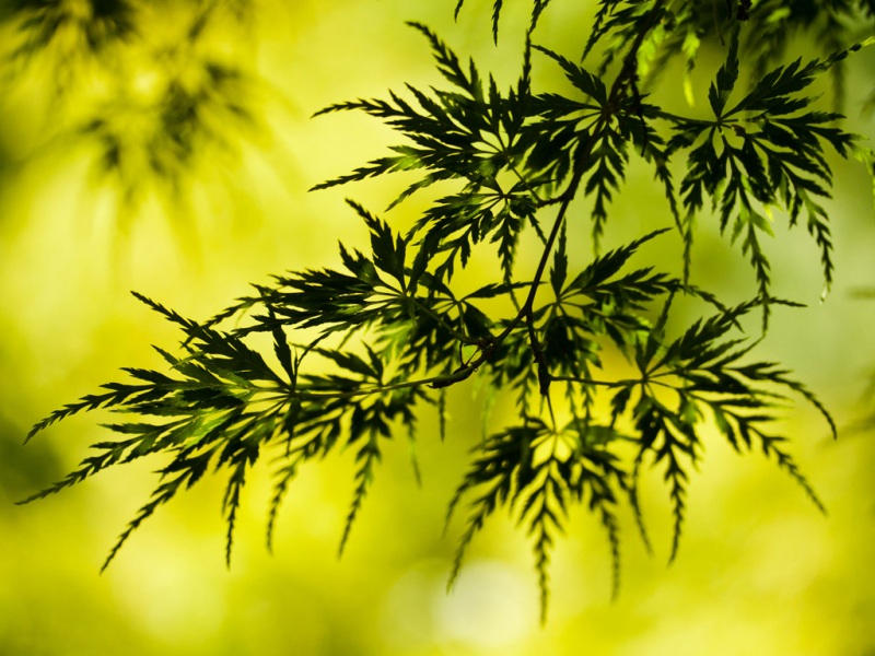这款绿色叶子植物风景电脑桌面壁纸有多款高清尺寸可选
