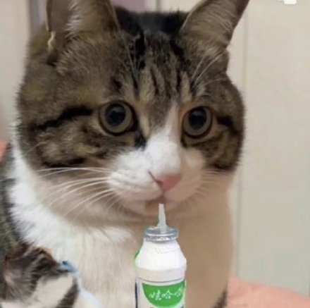 聊天斗图没文字？这款无字表情包合集超好用