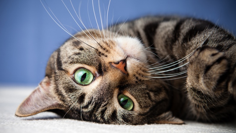猫咪特写电脑壁纸！带眼睛胡须的躺姿猫猫高清桌面图
