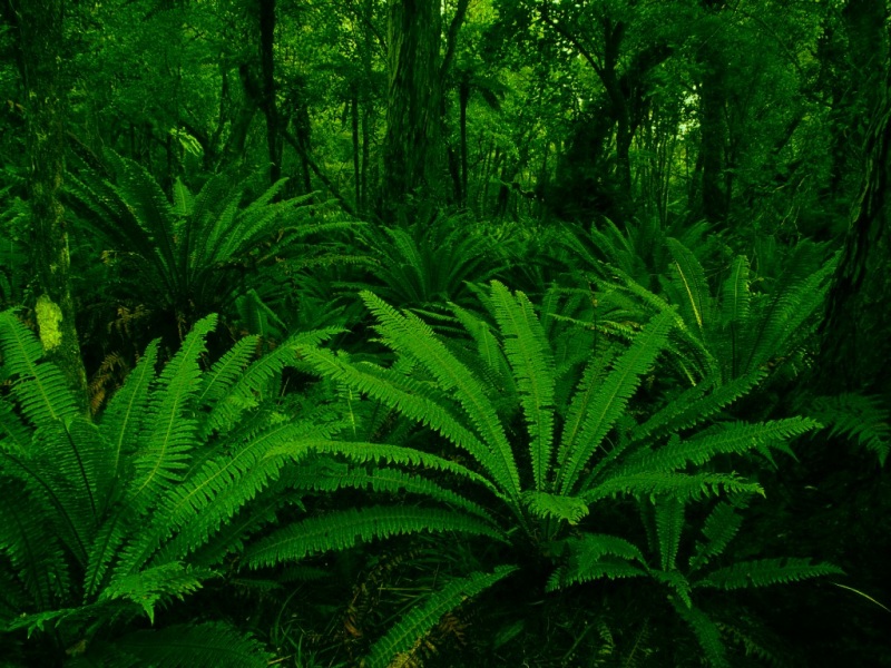 这款护眼森林风景电脑壁纸太治愈了！