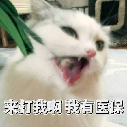 超萌智障感猫咪表情包合集