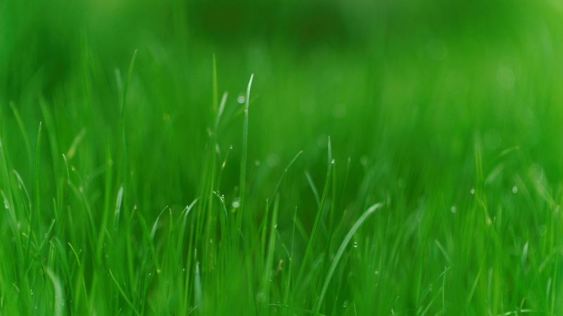 舒服又护眼！这款绿色草地动漫电脑壁纸太绝了